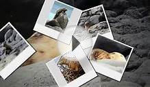 Galapagos.wmv