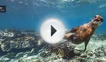 Google Maps Street View zeigt die Galapagosinseln