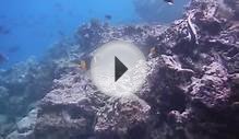 Ocean Life of the Galapagos - How Many Species Can You