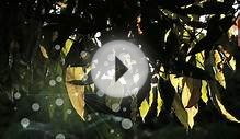 On The Brink (2013 Living Galapagos Intro Video)