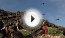 Pirate birds of the Galapagos islands - BBC wildlife