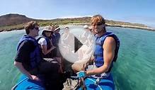 The animals of Galapagos