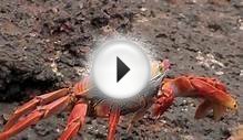 The Galapagos Islands