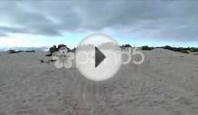 Turtle Tracks On The Beach, Galapagos Islands Stock Video