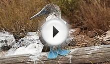 VIDEO: Galapagos Islands, Ecuador
