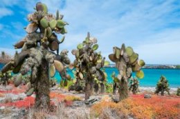 Galapagos Cruise Tips