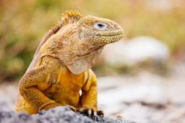 Galapagos Cruise Tips