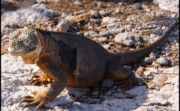 Galapagos Islands-Iguanas